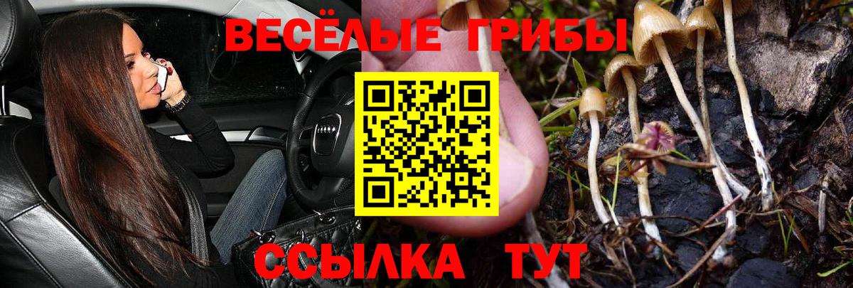 Псилоцибиновые грибы Cubensis Морозовск
